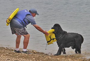 water work with Newfoundland dogs