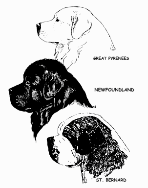 cmparison of breed heads