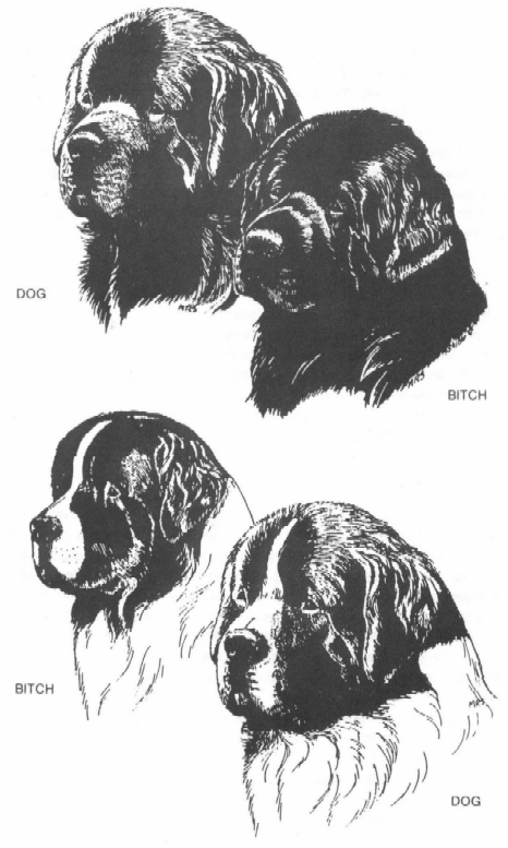 illustration of correct heads