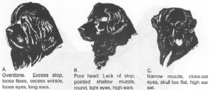 illustration of incorrect heads