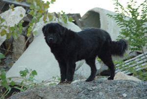 search and rescue newfoundland dog