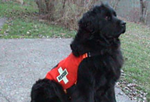 search and rescue newfoundland dog