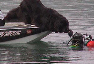 search and rescue newfoundland dog