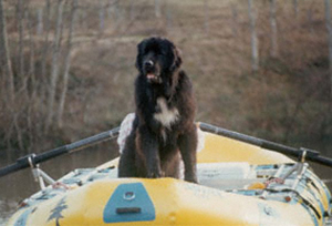 search and rescue newfoundland dog