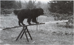 Newfoundland dog doing agility