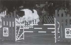 Newfoundland dog doing agility