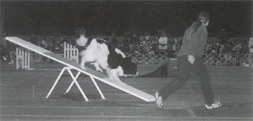 Newfoundland dog doing agility