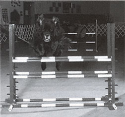 Newfoundland dog doing agility