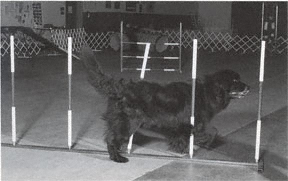 Newfoundland dog doing agility