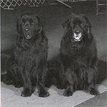 Newfoundland dog doing agility