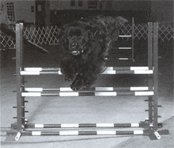 Newfoundland dog doing agility