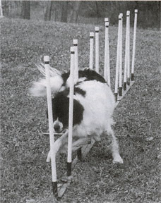 Newfoundland dog doing agility