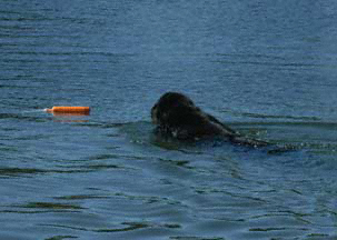 Newfoundland Water Rescue