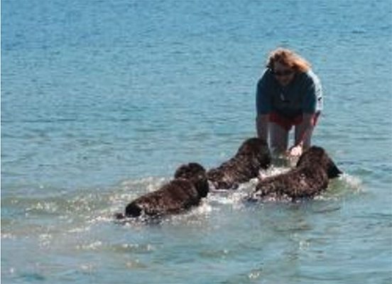 newfoundland dog water work