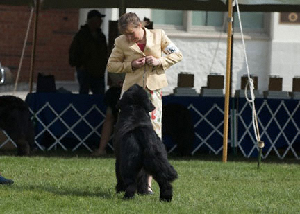 conformation newfoundland dog