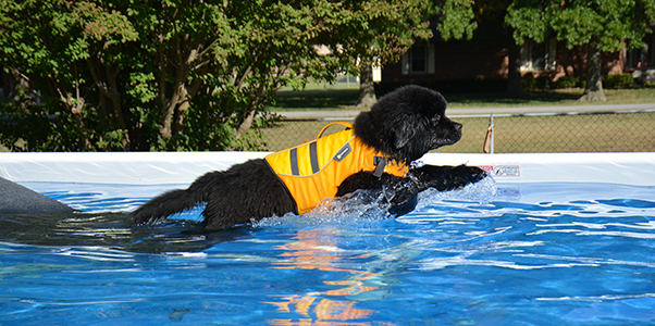 Newfoundland dog doing Dock Diving