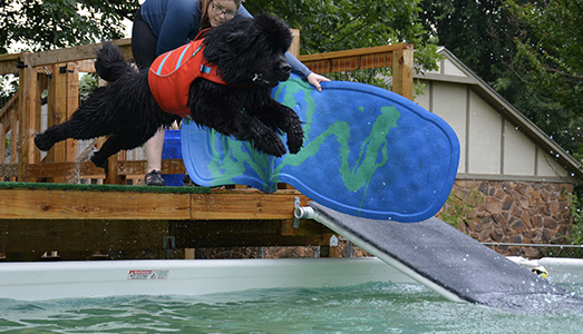 Newfoundland dog doing dock diving