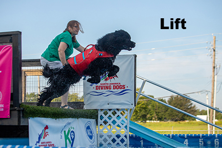 Newfoundland dog doing dock diving