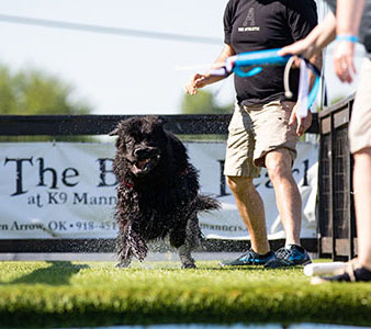 Newfoundland dog doing dock diving