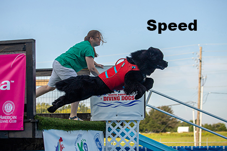 Newfoundland dog doing dock diving