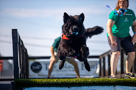 Newfoundland dog doing dock diving