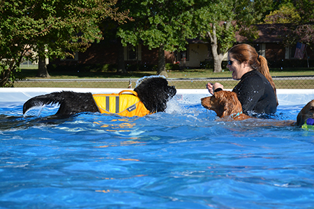 Newfoundland dog doing dock diving