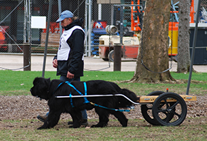 draft work with a Newfoundland Dog