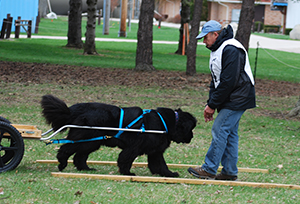 draft work newfoundland dog