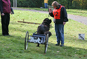 draft work with Newfoundland dogs