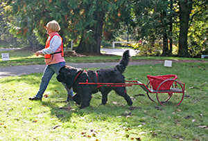 draft work with Newfoundland dogs