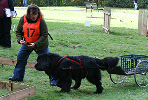 draft work newfoundland dog