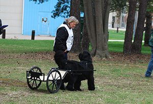 draft work with Newfoundland dogs