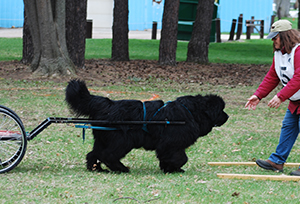 draft work newfoundland dog