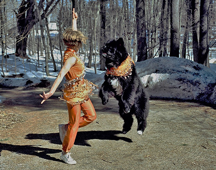 Newfoundland dog doing freestyle