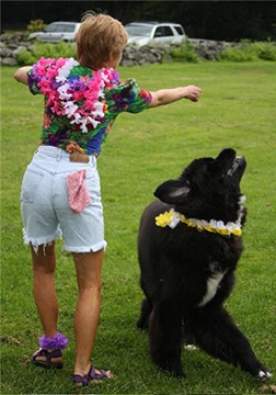 Newfoundland dog doing freestyle