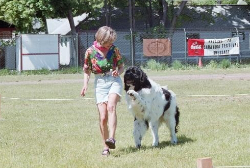 Newfoundland dog doing freestyle