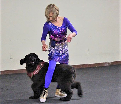 Newfoundland dog doing agility