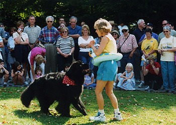 Newfoundland dog doing freestyle