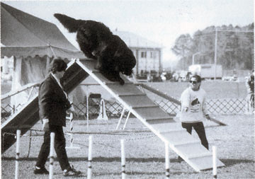 Newfoundland dog doing agility