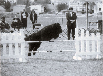 Newfoundland dog doing agility