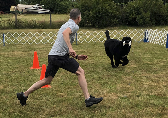newfoundland dog practicing with a long line