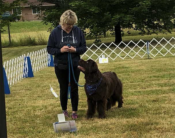 newfoundland dog retrieving