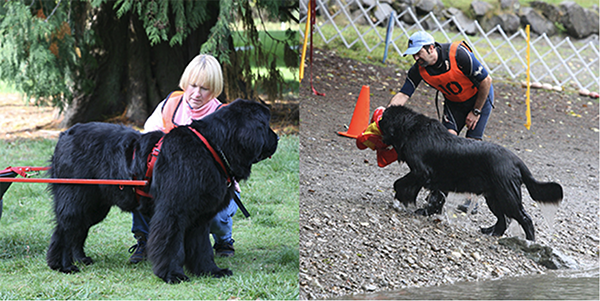 newfoundland dog water and draft