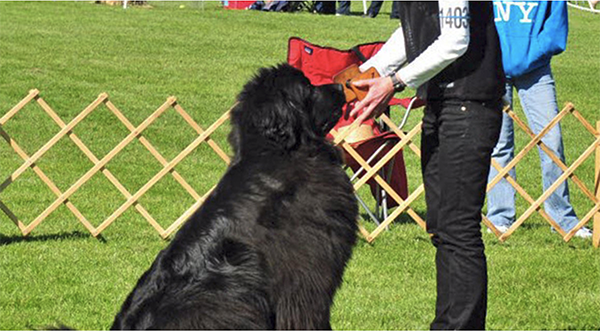 newfoundland dogs obedience work