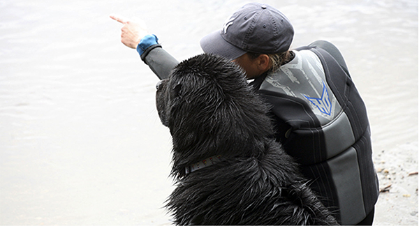  newfoundland dogs water training