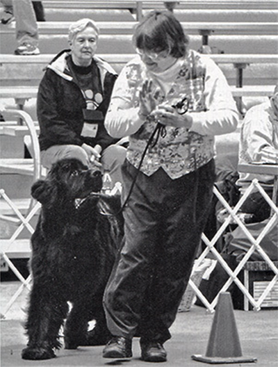 newfoundland dogs rally obedience