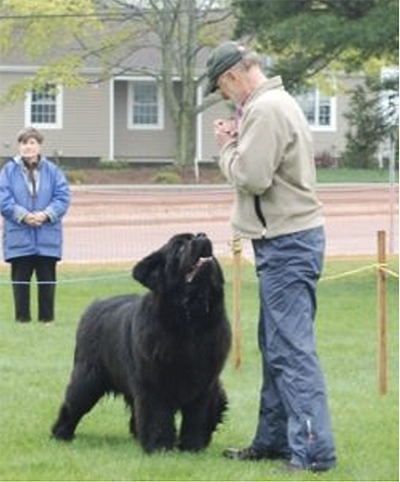  newfoundland dogs recall