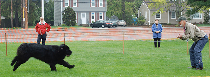  newfoundland dogs recall