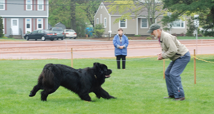 newfoundland dog recall