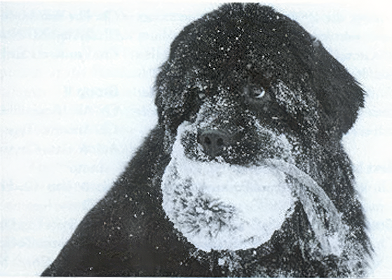 newfoundland dog retrieving a toy